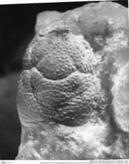Historisches Foto von Cracensigillatus gracilirostrus (Robins et al., 2013) (NHMW-AFW-GEO-BACHMAYER-FOTO-1990-0041-1960)